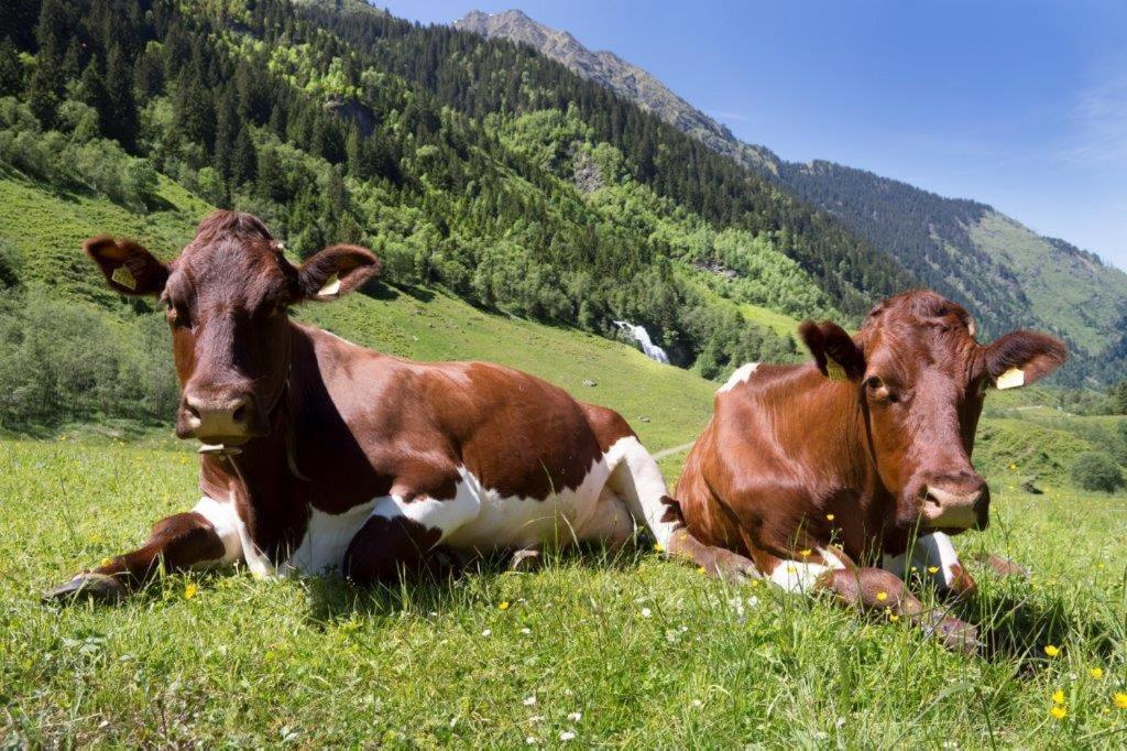 Ferienwohnung Neuhaushof Hollersbach im Pinzgau Exterior foto